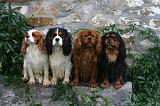 CAVALIER KING CHARLES 795